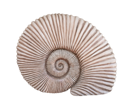 Fossil sea shell isolated on white background