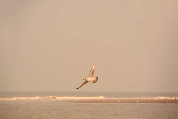 flying gull above the north sea - gulls in flight birds over water foggy scene with birds imagens e fotografias de stock