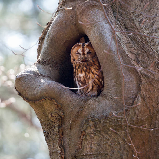 istock Tawny owl in a beech tree in the forest in Baarn (the Netherlands) 1264313287