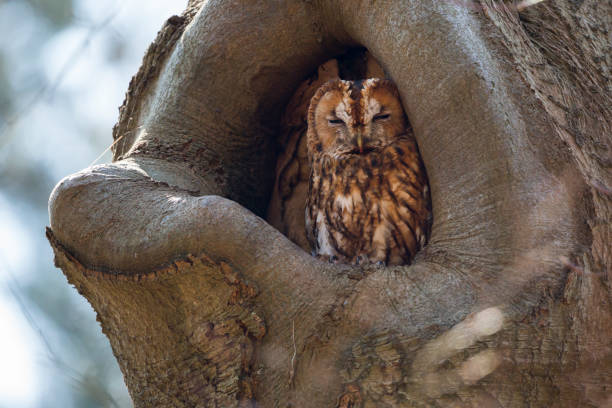 istock Tawny owl in a beech tree in the forest in Baarn (the Netherlands) 1264313289