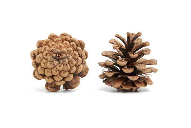 istock dry brown conifer cone isolated on white background, pine seeds 1264314749