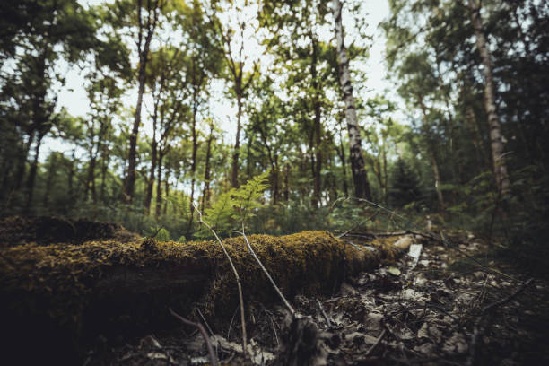 istock Moss covered fallen tree, low angle shot of the massive tall forest trees. 1264314871