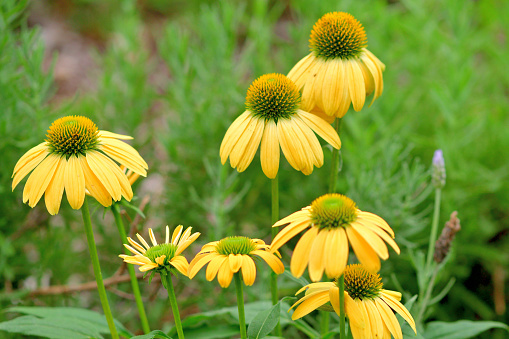 Echinacea is a group of herbaceous flowering plants in the daisy family, Asteraceae. This queen of daisy is often called Coneflowers for its dome-shaped center.