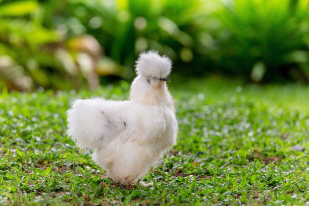Silkie chickens live in garden summer season, zoo of Thailand Asia