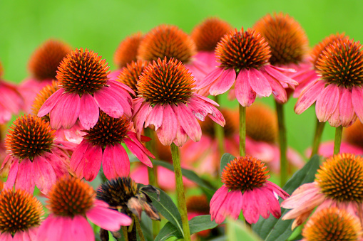 Echinacea is a group of herbaceous flowering plants in the daisy family, Asteraceae. This queen of daisy is often called Coneflowers for its dome-shaped center.