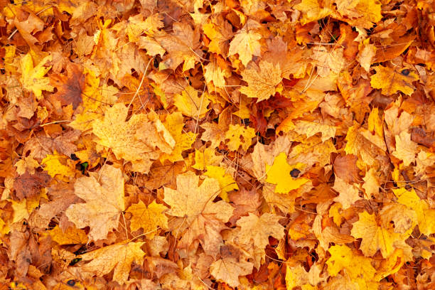 Seamless autumn leaves background