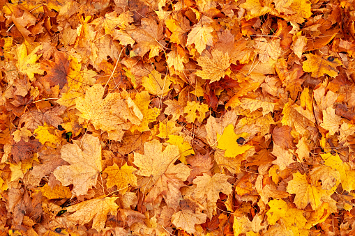 Seamless background from yellow autumn leaves