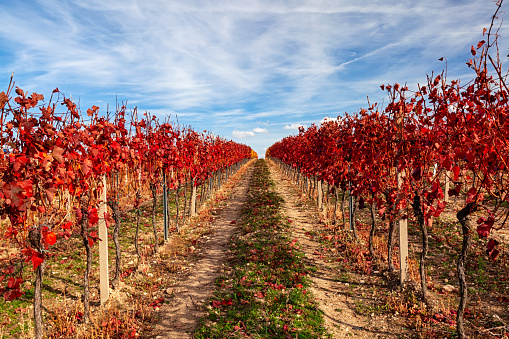 Red vineyards in Slovakia