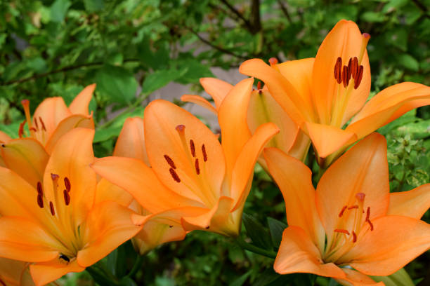 istock Blooming orange lilies under the sun rays 1264316406