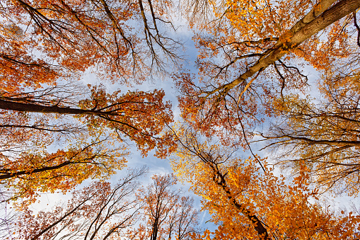 Wide angle view of autumn forest from bottom background