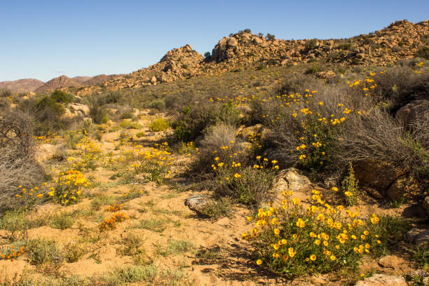 istock Gold in the Arid Namaqua 1264316580