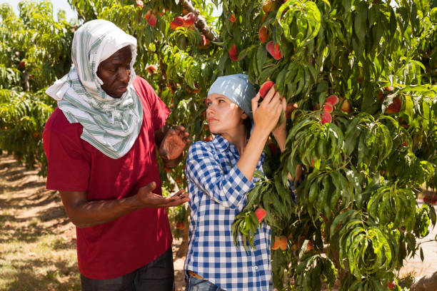 istock Two gardeners picking ripe peaches 1264318004