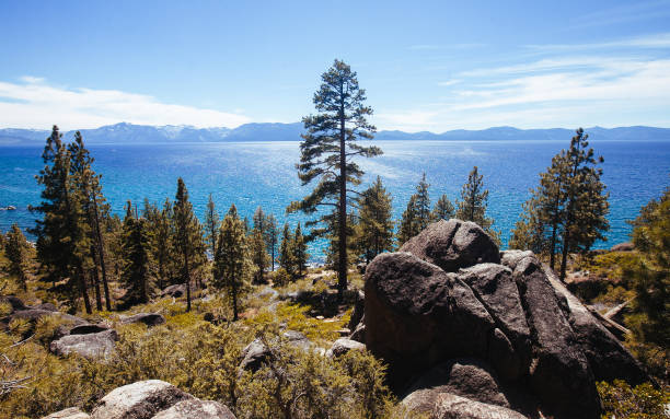 istock Lake Tahoe and Ponderosa Pine 1264319006