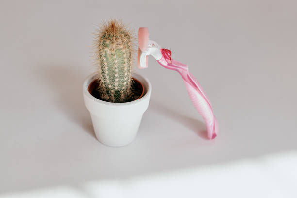 istock a pink razor with blades is tilted on a green cactus in a white pot with long prickly needles 1264319811