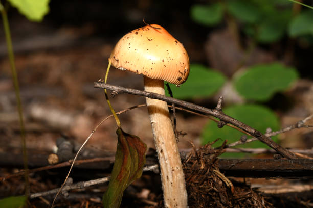 fungus in the forest floor