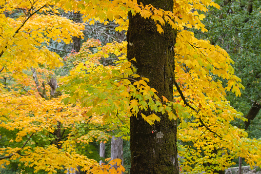 Maple tree with autumnal deciduous foliage