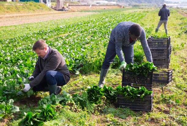 istock Hired workers harvest spinach on a plantation 1264320564