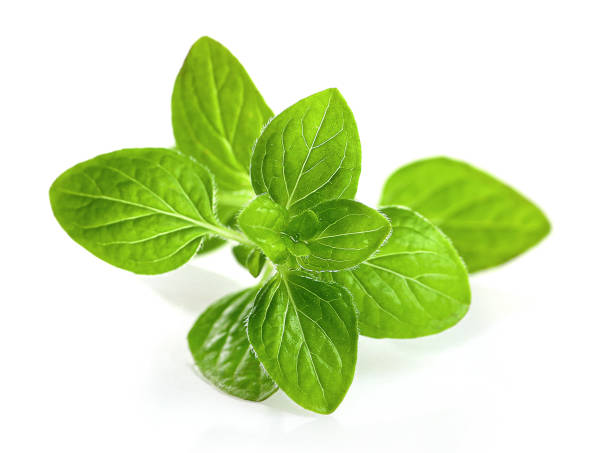 istock Seasonings, fresh oregano leaves 1264320763