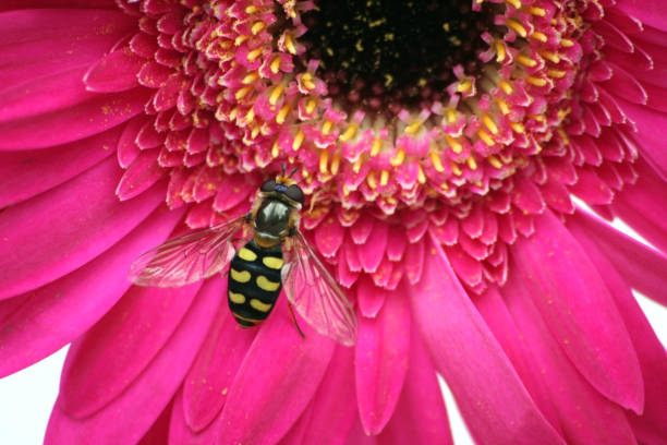 nahaufnahme von pink gerbera gänseblümchen mit hoverfly - hoverfly nature white yellow stock-fotos und bilder