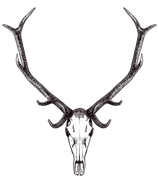 사슴의 두개골과 뿔 그리기 - antler stag deer animal skull stock illustrations