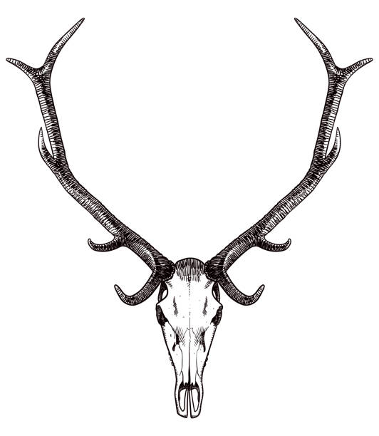 Drawing of deer's skull and antlers Vector illustration of skull and antlers of a deer animal skull stock illustrations