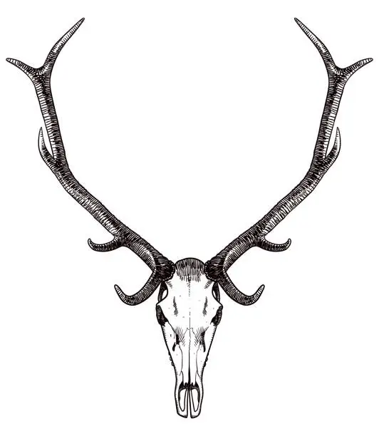 Vector illustration of Drawing of deer's skull and antlers