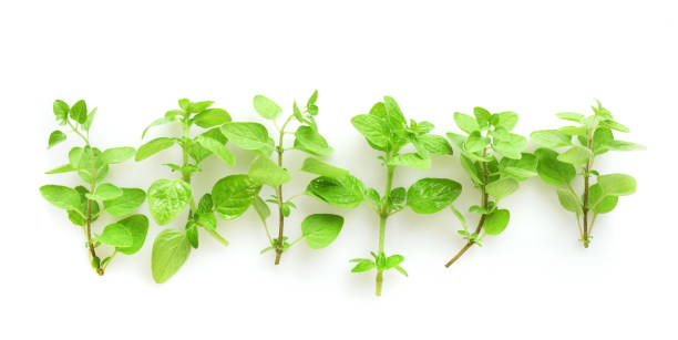 istock Seasonings, fresh oregano leaves 1264321897