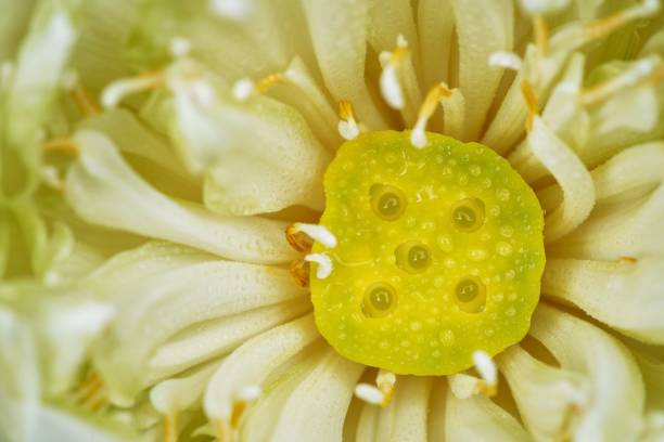 istock Young lotus seeds in a pod 1264321976