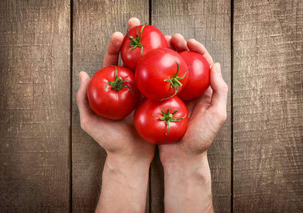 Fresh ripe red tomato harvest