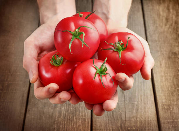 istock Fresh ripe red tomato harvest 1264322074