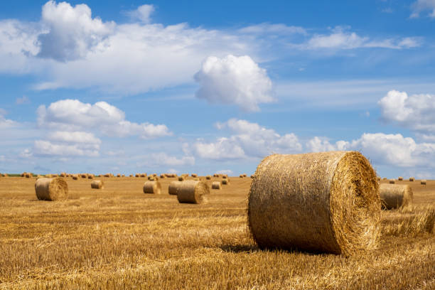Hay bales on the field after harvest. Beautiful countryside landscape, rural nature in the farm land. Autumn, Harvesting concept. Hay bales on the field after harvest. Beautiful countryside landscape, rural nature in the farm land. Autumn, Harvesting concept. bale stock pictures, royalty-free photos & images