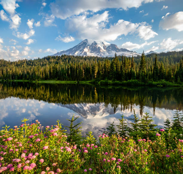 istock Reflection Lake with wild flowers and Mt Rainier 1264322216
