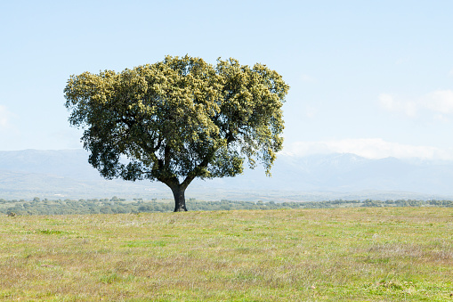 Beautiful landscape with a lonely holm oak on field. Outdoors.