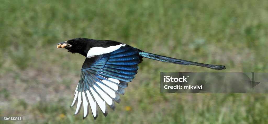 Black Billed Magpie in flight Black Billed Magpie (Pica pica) in flight. Black Billed Magpie Stock Photo