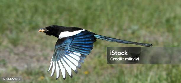 Black Billed Magpie In Flight Stock Photo - Download Image Now - Black Billed Magpie, Magpie, Animal Body Part