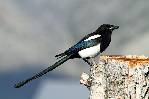 Black Billed Magpie (Pica pica) perching on a stump with cloudy blue sky background.