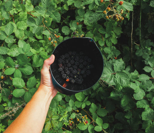 Overhead view of a bowl o fresh blackberries. A man is picking the berries on the wild outdoors.