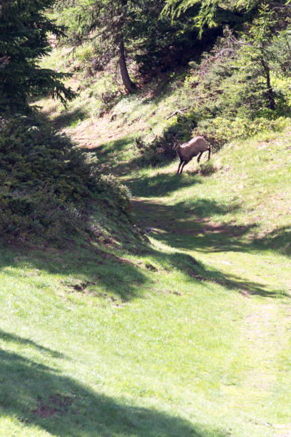 istock View of chamois during summer 1264323895