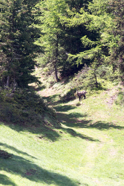 istock View of chamois during summer 1264323912