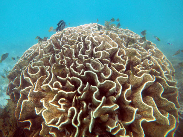 Healthy head of yellow hard coral on display at a snorkeling site Agaricia agaricites. Ningaloo Marine Park, Western Australia. July 2020. ningaloo reef stock pictures, royalty-free photos & images