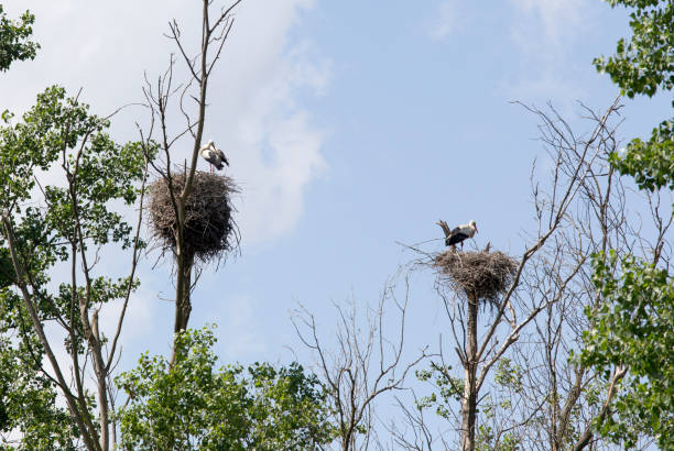 istock A view of stork nest 1264324625