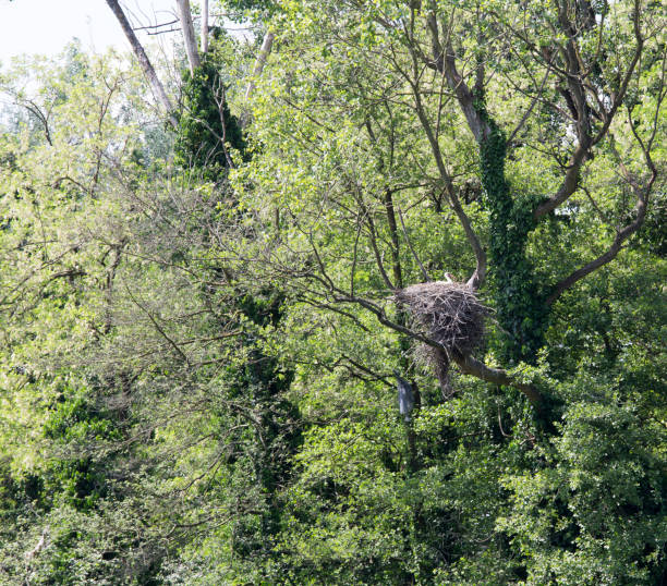 A view of stork nest in north of Italy