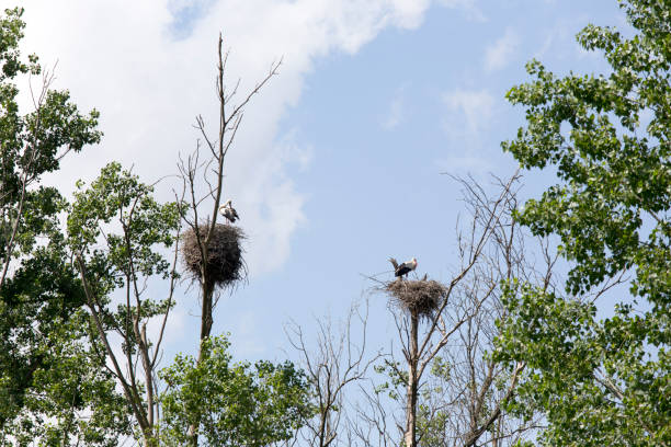 istock A view of stork nest 1264324660