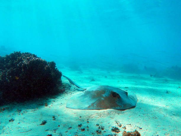 Horizontal image of ray in the wild. Ningaloo Marine Park, Australia. July 2020.