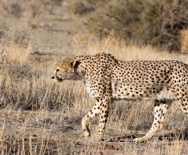 istock A pciture of a cheeta in savannah 1264324920