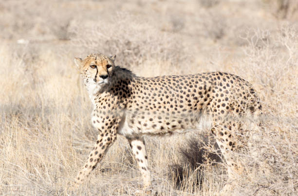 istock A pciture of a cheeta in savannah 1264324990