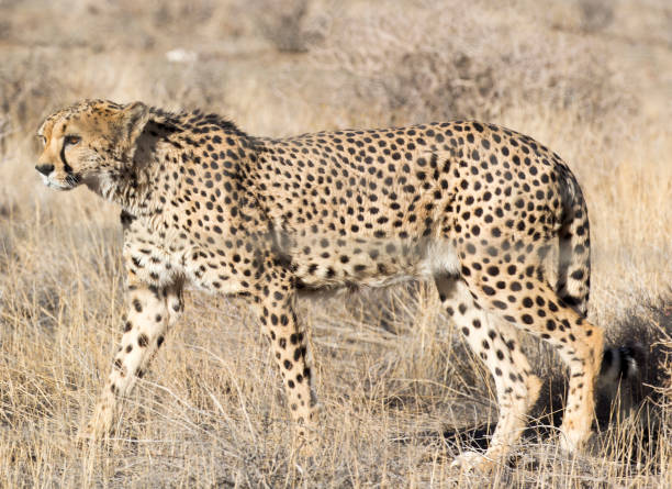 istock A pciture of a cheeta in savannah 1264325048