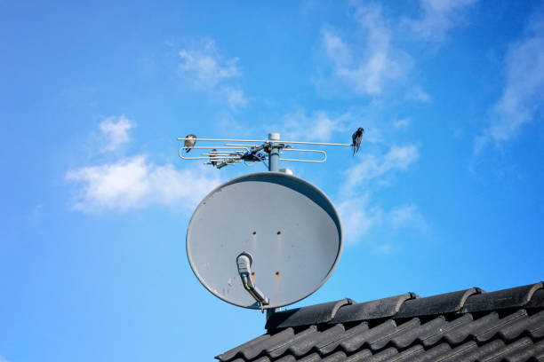 istock Birds on a satellite dish on a rooftop 1264325688