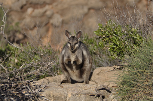 Horizontal image. Also known as the black-footed rock-wallaby. Yardie Creek, Western Australia. July 2020.