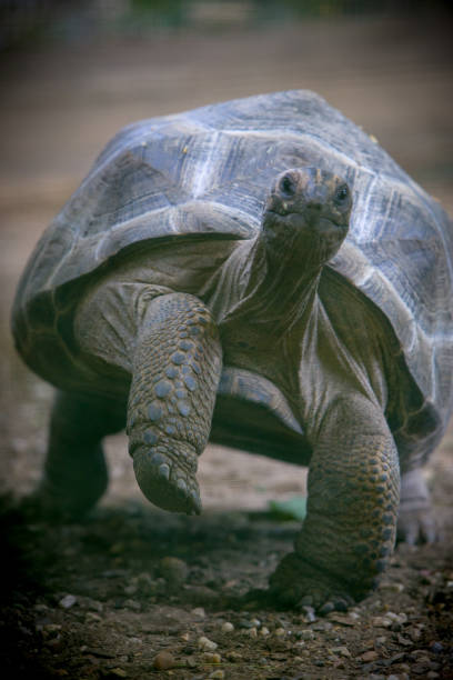 giant turtle - fotografia de stock